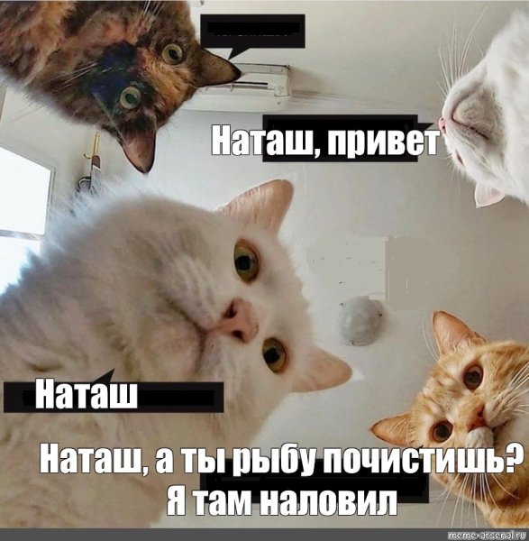 Наташ привет коты