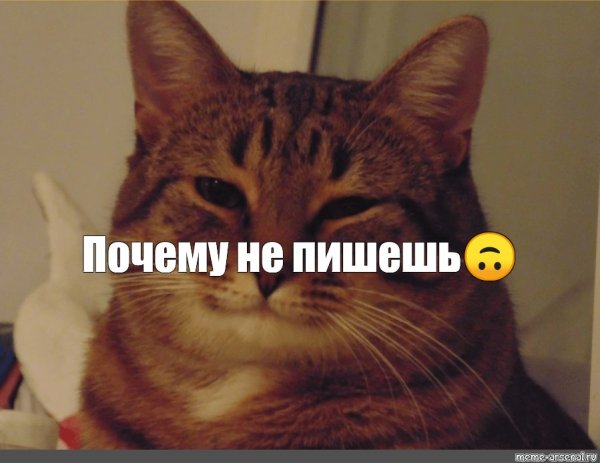Кот ждет Мем