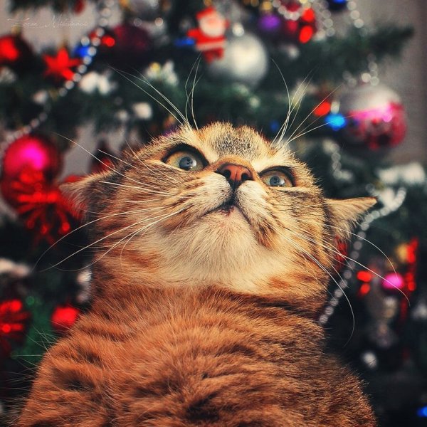 Коты и елки мемы