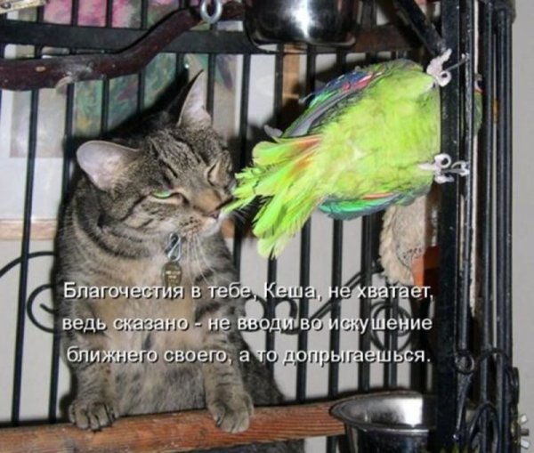 Кот и попугай