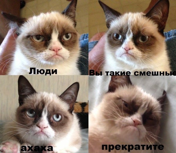 Грустный кот Мем