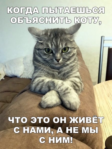 Мемы с котами нам надо поговорить