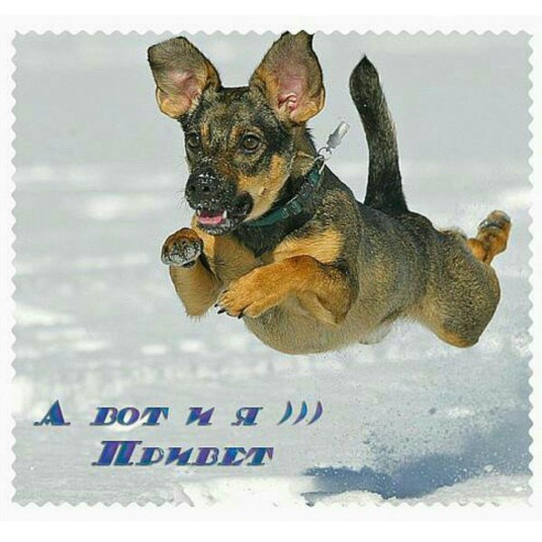 Привет картинки прикольные