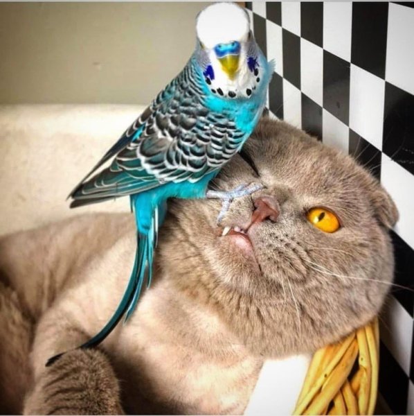 Попугай прикольный