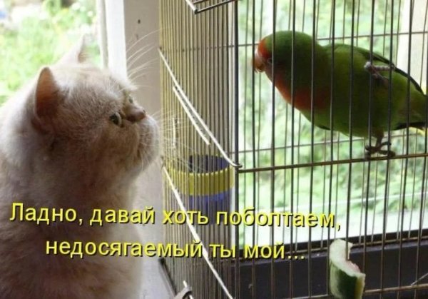 Приколы с попугаями с надписями