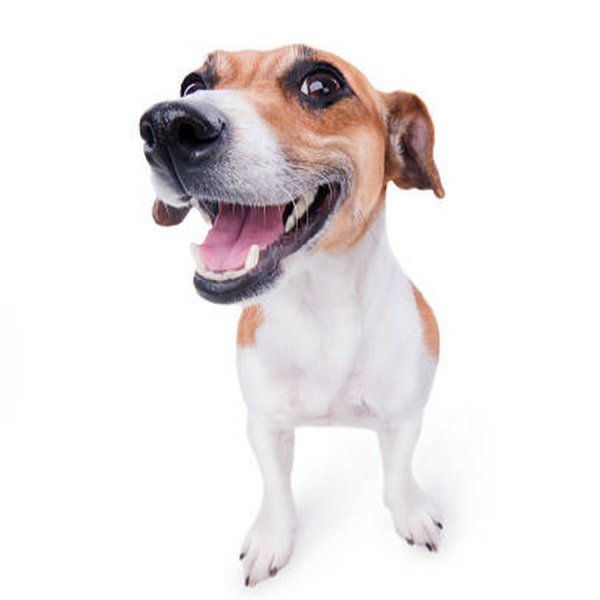 Собака Джек Рассел терьер Мем