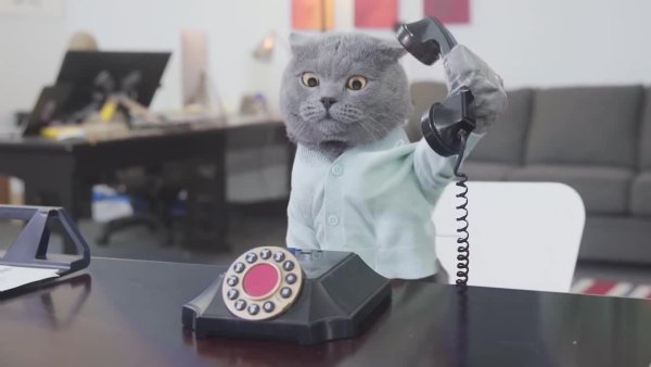 Деловой кот