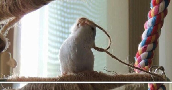 Попугай в петле Мем