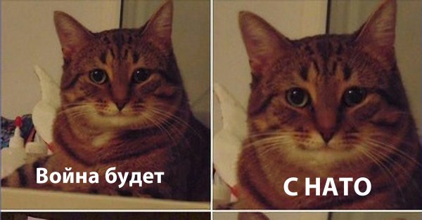 Довольный кот Мем