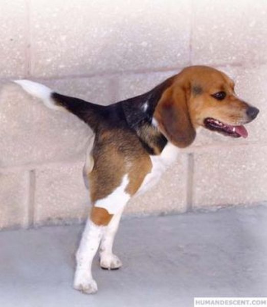 Собака с укороченным позвоночником