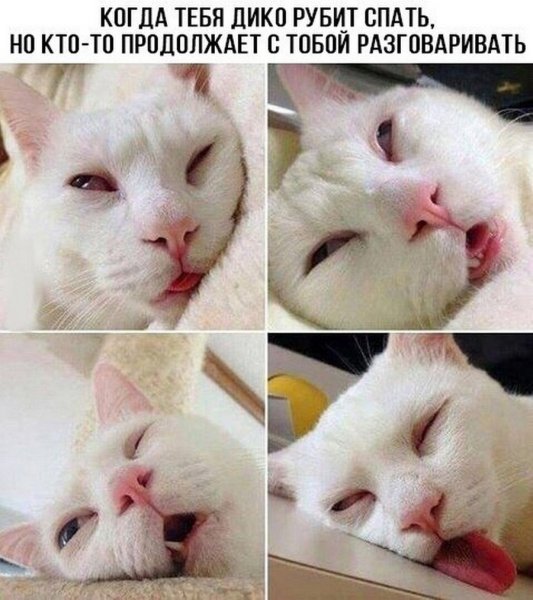 Котики для поднятия настроения