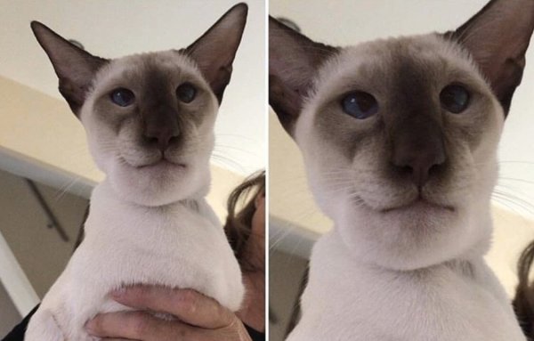 Кот которого укусила пяла