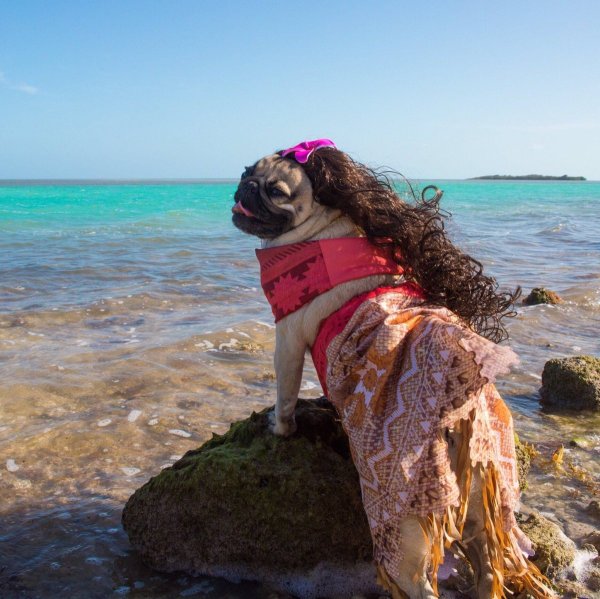 Мопс на море