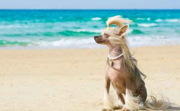 Собачка на пляже