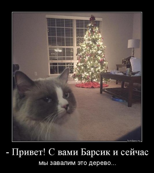 Кот и елка приколы