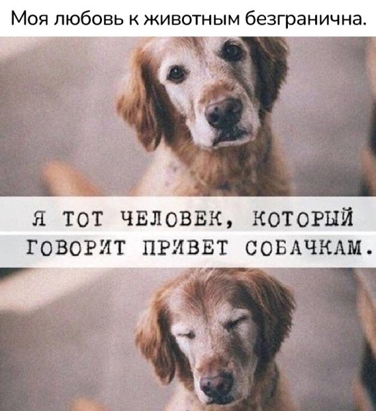 Собака говорит привет