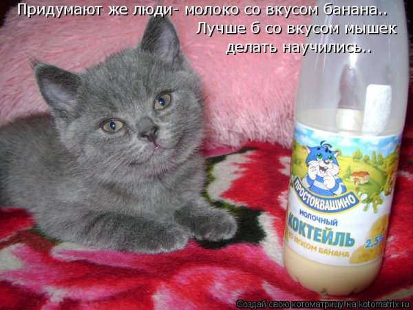 Котенок не пьет молоко