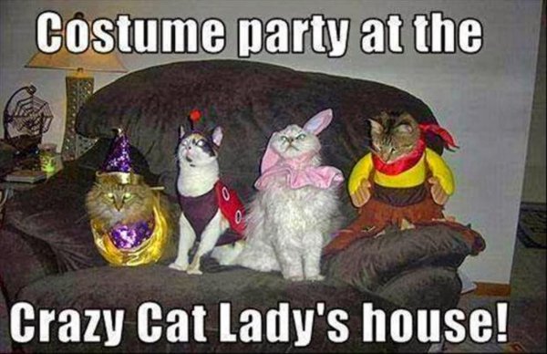 Коты на тусовке