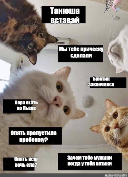 Мемы про котов