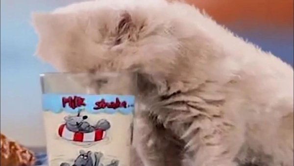 Я русский Мем котенок молоко