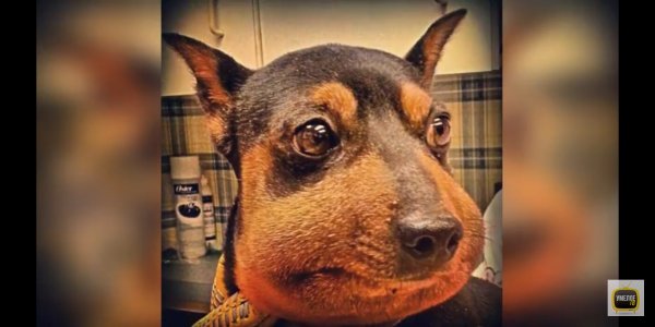 Собаку укусила пчела