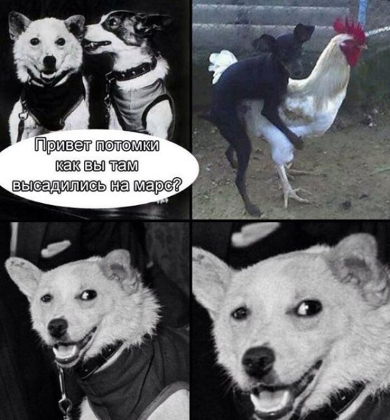 Белка и стрелка Мем