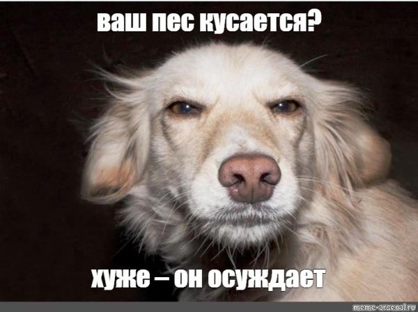 Собака осуждает Мем