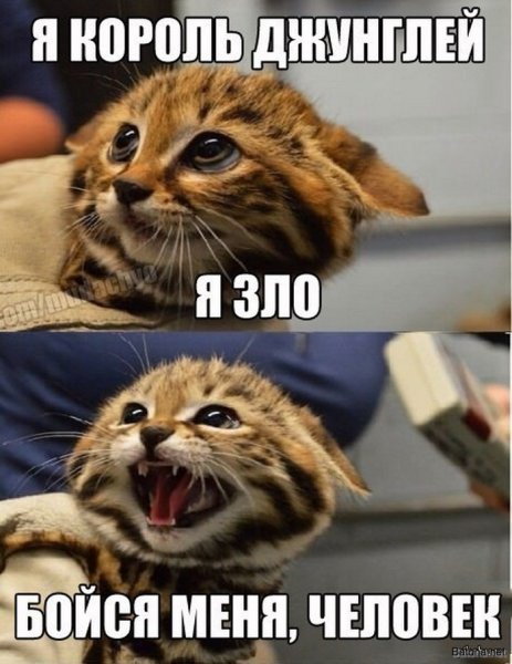 Злой котенок я зло