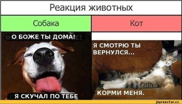 Мемы коты и собаки