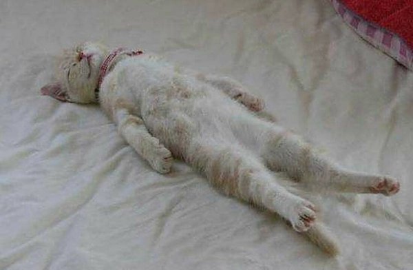 Котенок леджим на спине