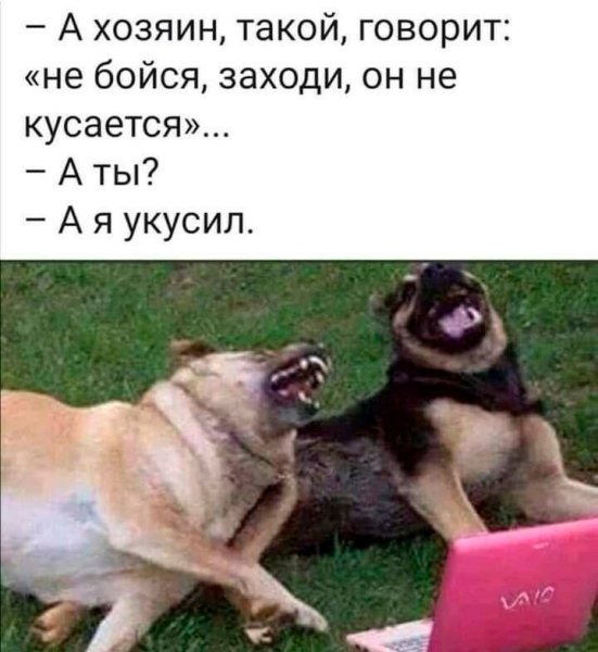 Мемы с собаками