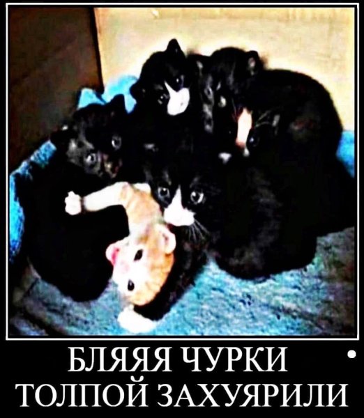 Чурки толпой коты