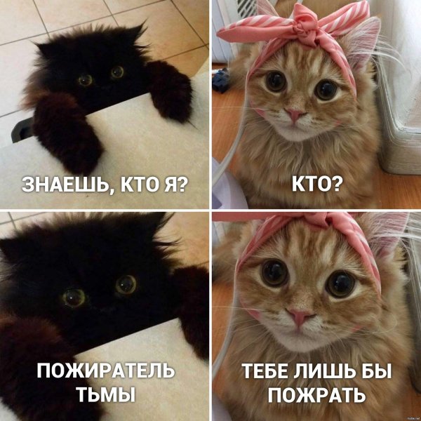 Смешные мемы про котов