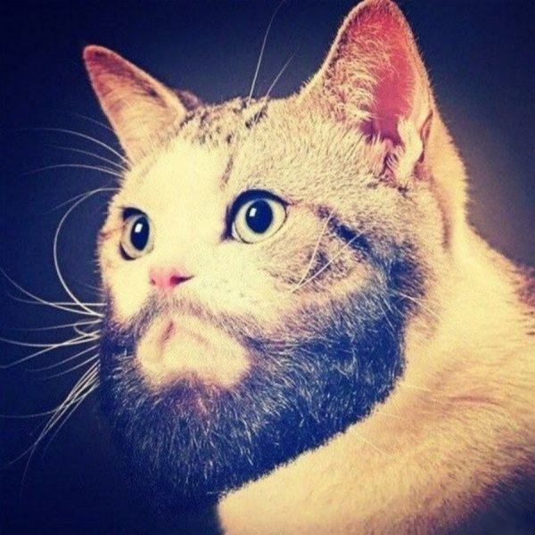 Дагестанская кошка