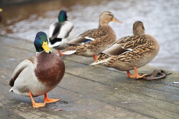 Красивый селезень машет среди уток