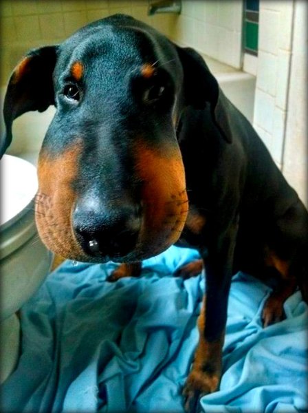 Такса укусанная пчелами