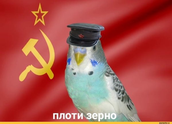 Попугай в военной форме