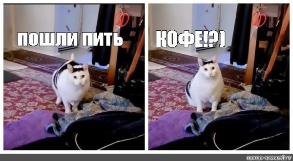 Мемный толстый кот