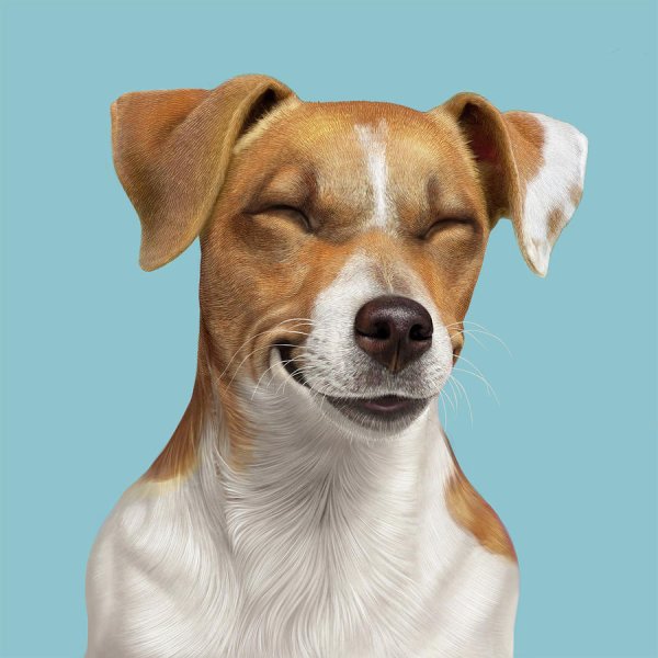 Джек-Рассел-терьер улыбается