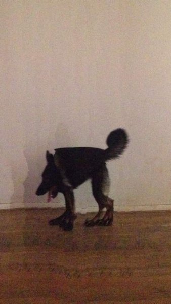 Половина собаки