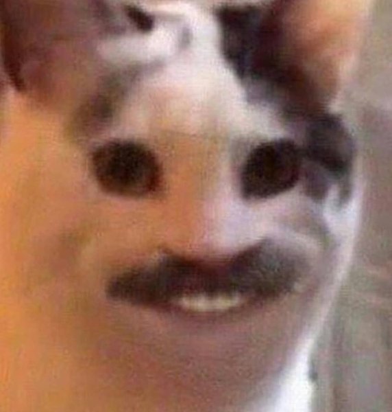 Кот с человеческой улыбкой Мем