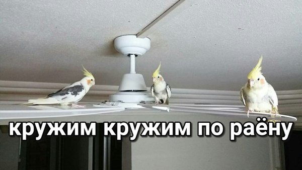 Мемы с попугаями с надписями