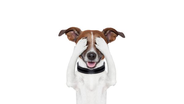 Джек Рассел