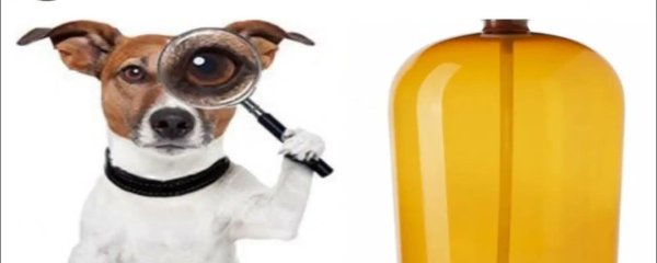 Собака Джек Рассел и кега