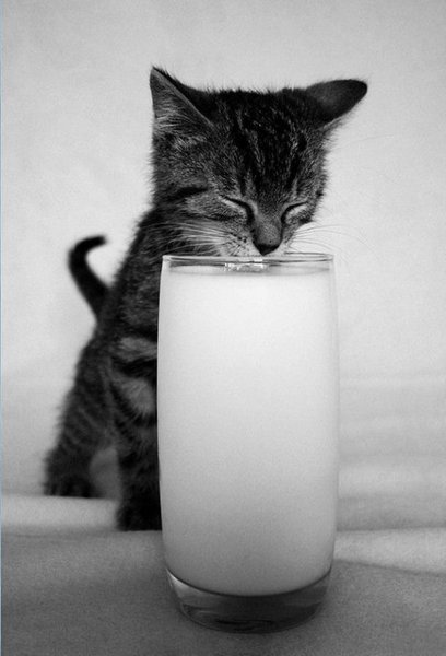 Кошка пьет молоко