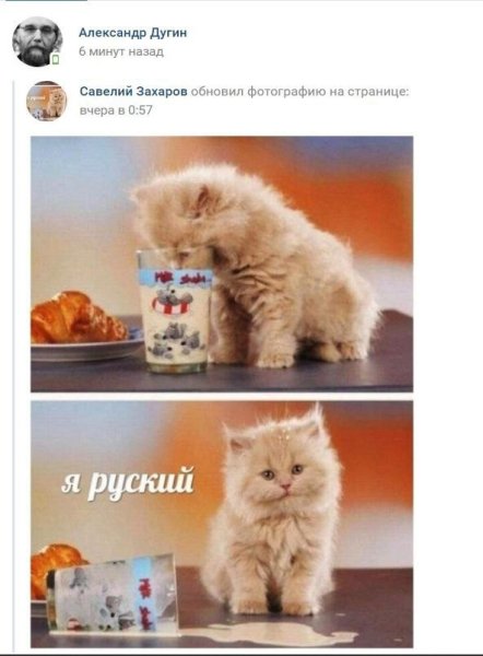 Я русский Мем с котом