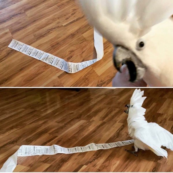 Мемы с Какаду