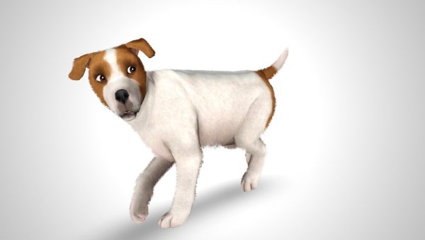 Джек Рассел собака