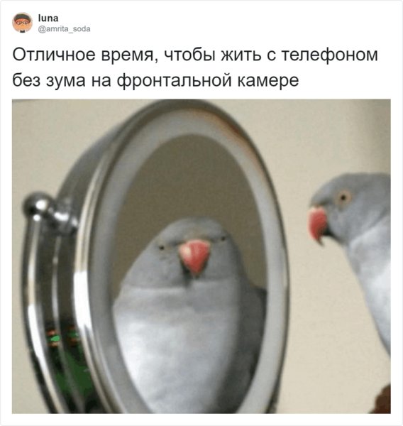 Попугай и зеркало мемы