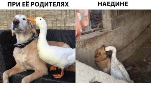 Гусь и собака прикол